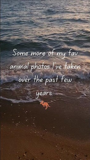 Some more of my favourite animal photos!