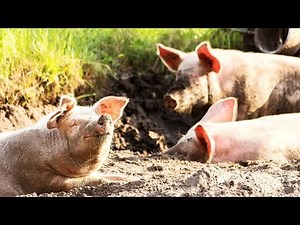 🐷 Pig Ambience Noise ASMR Sound Effect | Farm Ambience [Copyright-Free]