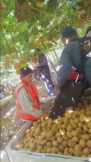 Kiwi fruit picking job New Zealand