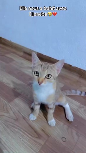 92K views · 4.9K reactions | Je recommence avec les challenges tiktok ou je me concentre sur ma grossesse ?  | Minou Fianga l’international | Facebook