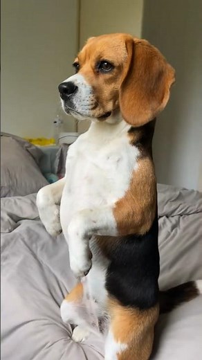 This Is How a Beagle Grows!