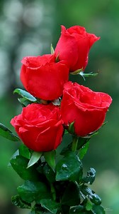 Beautiful Roses | Roses