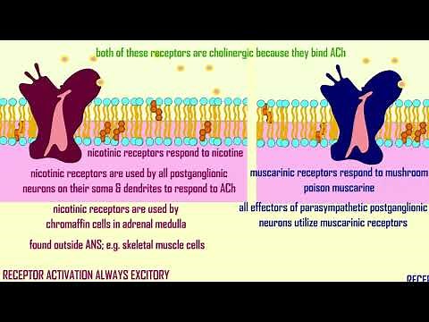 nicotinic & muscarinic, alpha & beta receptors in the ANS