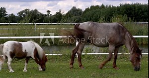 Falabella miniature horse is joining roan pony grazing grass on a paddock.