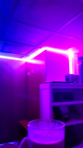 New LED Music Activated Lights are Ready!!!🥰 #remix #led #ledlights #rave #furry #shorts
