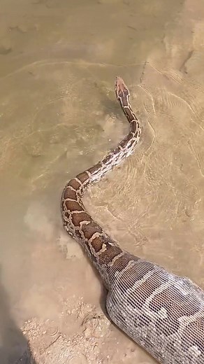 Python Snake Swallowing Prey