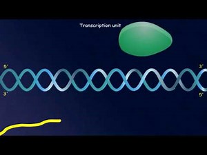 Transcription: Transcription Unit Video Lecture | Biology for ACT