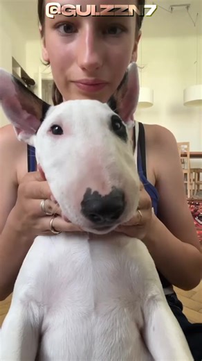 Cachorrinho Tubarão: Curiosidades sobre Bull Terrier