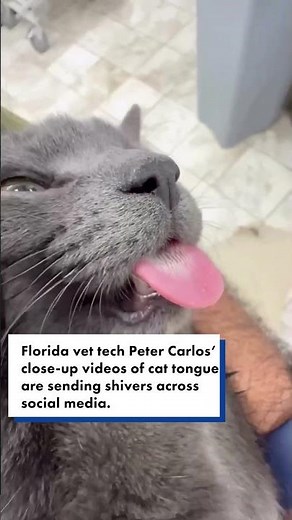 A cat’s tongue looks ‘terrifying’ up close — but there’s a reason why