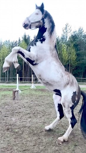 Colored horses and miniature ponies on Instagram: "Stallion with blue eyes, Astin.  . . . . . #horses #equine #horse #horselove #horselover #equestrian #pferd #cheval #paard #cavalo #caballo #лошади #zirgi #horseaddicted #horseplay #painthorse #pintohorse #stallion #horsesofinstagram #instahorse #overo #horseplay #colouredhorse #colouredhorsesofinstagram #colouredhorses #horsereels #horsefun #horsetricks #horserearing #funnyhorse #happyhorse"