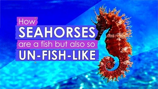 How seahorses are a fish but also so un-fish-like