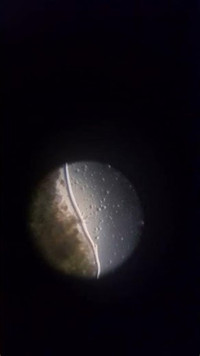 microscoping timeee #scienceclub #microscope #goofyahh