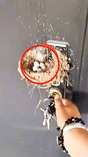 Animal Viral Stories on Instagram: "🔑🥚 DOOR LOCK NEST SHOCK🙏❤️ Girl's WILD HOME DISCOVERY 😲🐦 #animals #rescue #egg #shorts #shortvideo❤️"