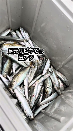 田ノ浦漁港の岸壁調査でまさかの大物が！ fishingmax 和歌山インター店