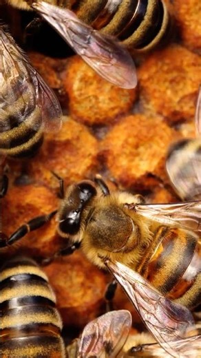 The Future Of Honey Bee Health