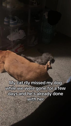 #pets #dog #cat #trending