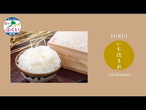 福井県のブランド米「いちほまれ」の魅力