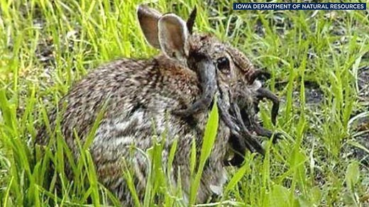 Rabbits with 'horns' in Colorado are being called 'Frankenstein bunnies.' Here's why