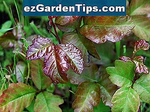 Arizona Plant Identification 🌱 Conseils Jardiniers - Fr.ezGardenTips.com