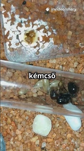 A legnagyobb hiba a hangyatartásban!