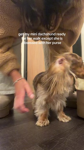 a diva that loves her purse I can’t blame her #girldog #minidachshund #dogmom #dachshund