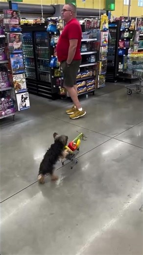 Adorable Yorkie Pushes a Full Shopping Cart to the Checkout Line! 🛒🐶❤️