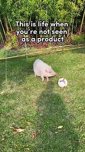 450K views · 34K reactions | This is what every animal deserves. Help make it a reality—go vegan, get active, and support sanctuaries, not slaughterhouses! | Animal Save Movement | Facebook