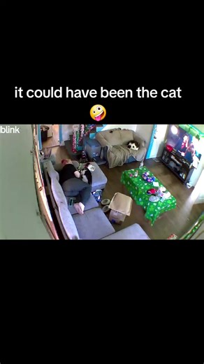 Why Does My Cat Fart?