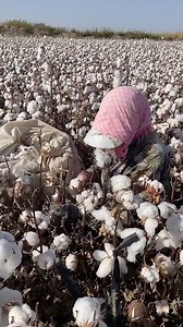 61K views · 61 reactions | Gorgeous !! | DIY Panda | Facebook