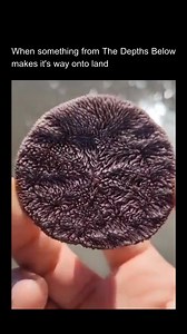 1.2M views · 8.4K reactions | A glimpse into the mysterious world beneath the waves, this object is a rare find from the depths below that has made its way onto land. Its intricate texture and unique appearance offer a fascinating insight into the diversity of oceanic life forms, reminding us of the complex ecosystems that thrive in the dark, unexplored parts of our planet. Follow @underwaterisscary #underwater #scary #ocean #deepsea #explore | Scary Underwater | Facebook