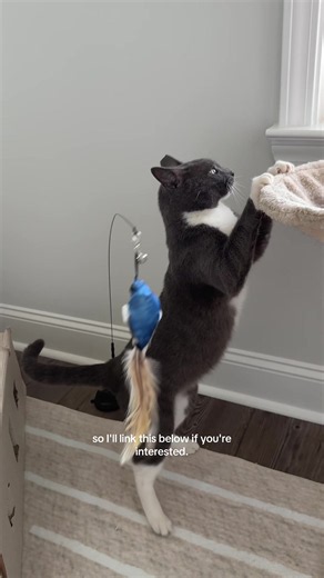 One of my cat’s favorite toys of all time! @WhiskertonsUSA #cats #cattok #catsoftiktok #cattoys #toysforcats