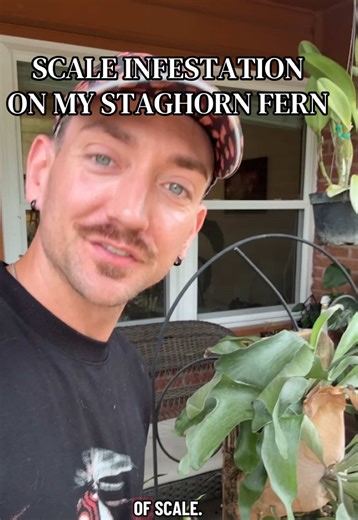 Staghorn Fern Scale Infestation Treatment