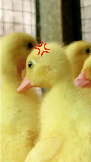 Ducklings Are Born Ready To Explore!