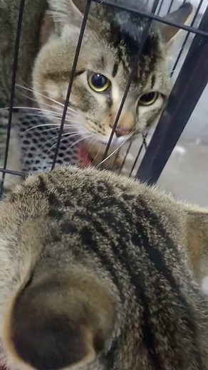 12-cylinder engine, ready to take off😂🤣#cat #catsoftiktok #cute #catvideo #funnycat #fyp