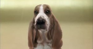 Basset Hound Beat Box