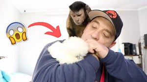 MonkeyBoo meets a special kind of chicken and makes some new feathery friends! 🐵 | MonkeyBoo