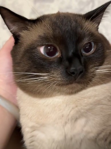 Siamese Cat Meowing Sounds and Funny Moments