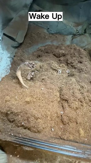 28M views · 231K reactions | Time to wake up the sleepy head, big week ahead for Brillo the armadillo! #animals #armadillo #cuteanimals #animallover #viral #reels | Brian Barczyk | Facebook