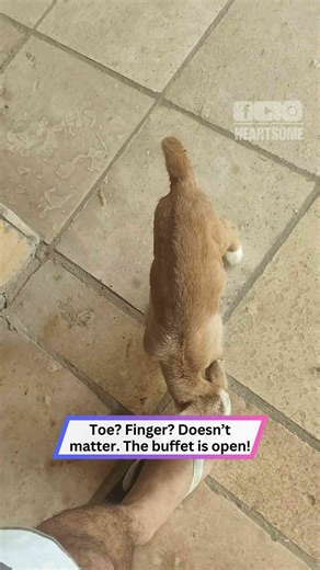 Hungry Baby Goat Starts Sucking Gentleman’s Toe and Finger After Being Found Orphaned