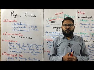 "Phylum Chordata | Characteristics, Groups & Examples | Class 11 Biology with Diagrams"