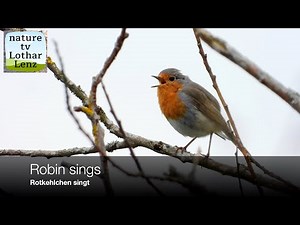 Rotkehlchen singt - Vogel des Jahres 2021. Robin sings. Eifel, Germany
