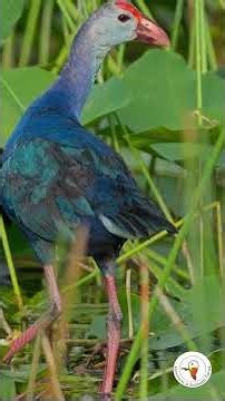 Iridescent Beauty: Gray-headed Swamphen in Florida Marsh