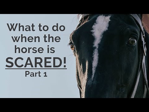 What to do when a horse is afraid - part 1 - what is fear?