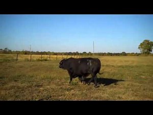 CCR Sleep Easy 46T3 - Semen Available.mp4
