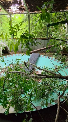 Grey Fox Update! After almost two months in care, this group of grey fox kits have moved on out! They are ecstatic to explore their own outdoor enclosure, continuing to grow and acclimitize to the environment. These foxes have quadrupled their weight from intake, starting with fox-specific formula (thanks to everyone who helped out by donating!), then slowly moving to formula/food mix, and now moving into a diet that mimics a juvenile to adult grey fox diet! They still have weight to gain prior 