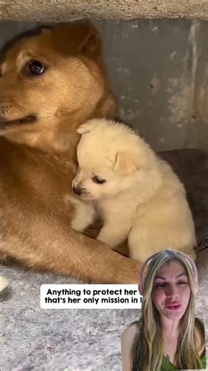 Puppy begs his mom not to abandon him… and the ending broke my heart 😢🐶! #shorts #animals