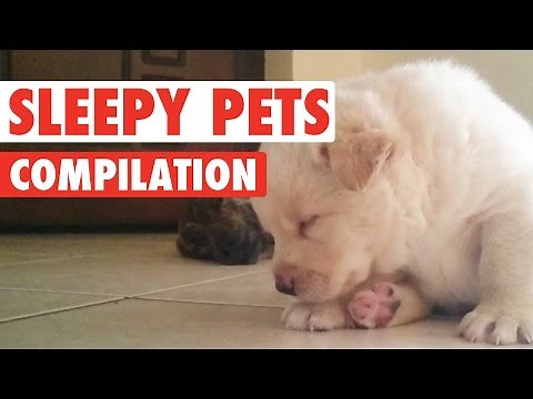 Sleepy Pets Video Compilation 2016
