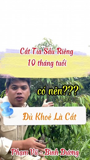 Cắt cành lần đầu cho sầu riêng 10 tháng #saurieng