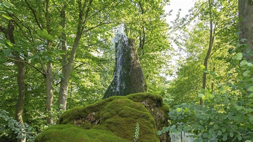 Ist der Wasserbaum in Niedersachsen das "Naturwunder des Jahres"? Abstimmung läuft