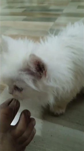 Kitten meowing |Cat sound |Catvideo| Cat |Cat voice |Persian cat sound|Persian catpart 148